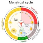 Period & Ovulation Calculator: Fertile Dates Calendar -Motherhood Hospitals