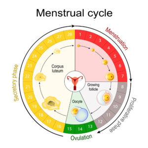 Period & Ovulation Calculator: Fertile Dates Calendar -Motherhood Hospitals