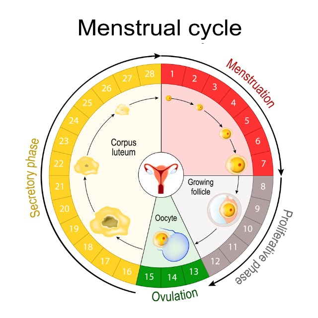 Menstrual Cycle and Conception: When to Know You Are Most Fertile